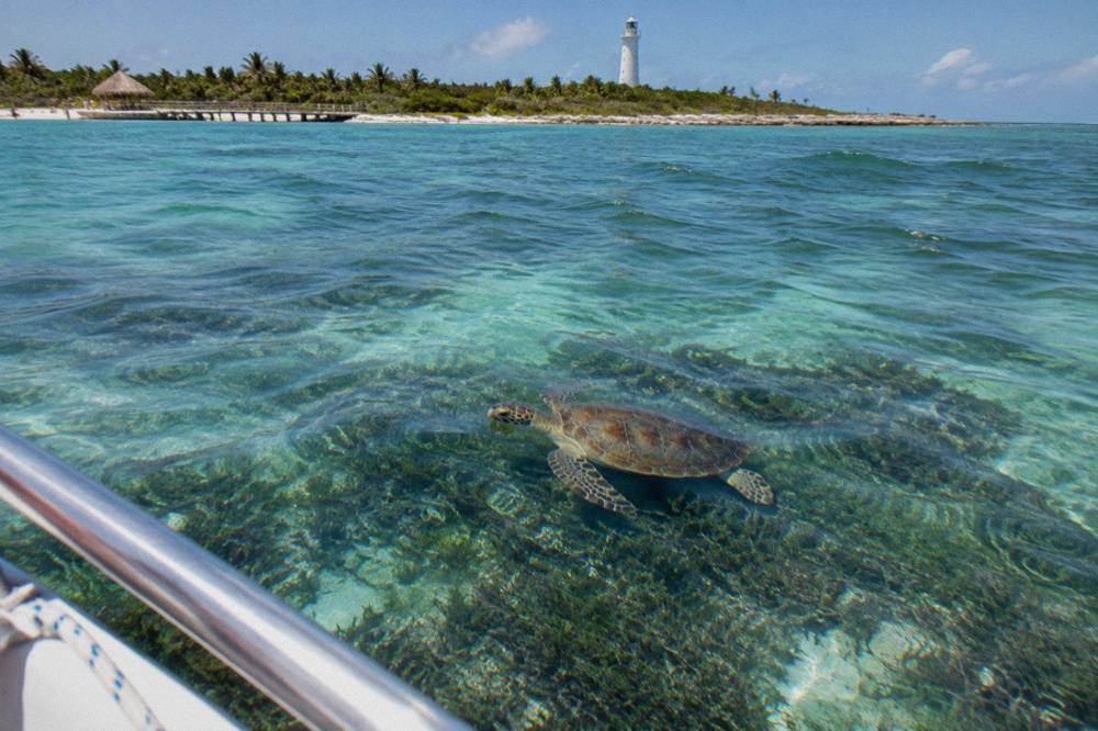 A green sea turtle gliding over a seagrass bed in calm shallow turquoise water