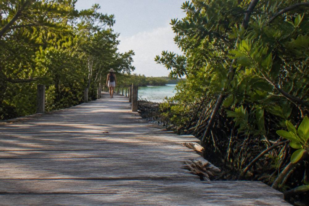 Wooden walkway through dense green mangroves toward a shaded lagoon