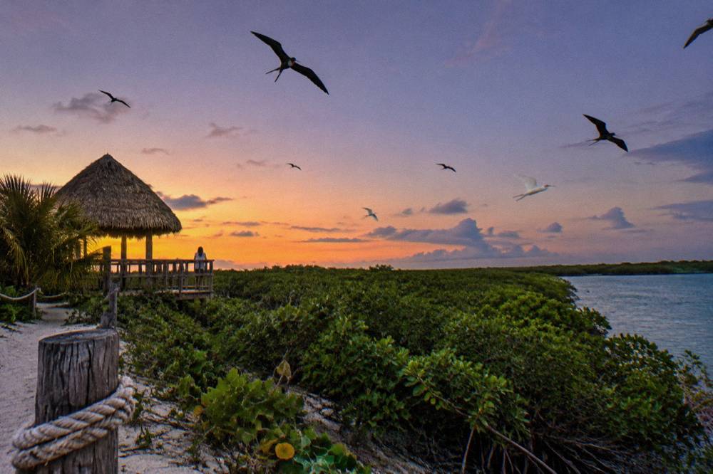 Birds circling over mangrove trees at dusk on a small protected island