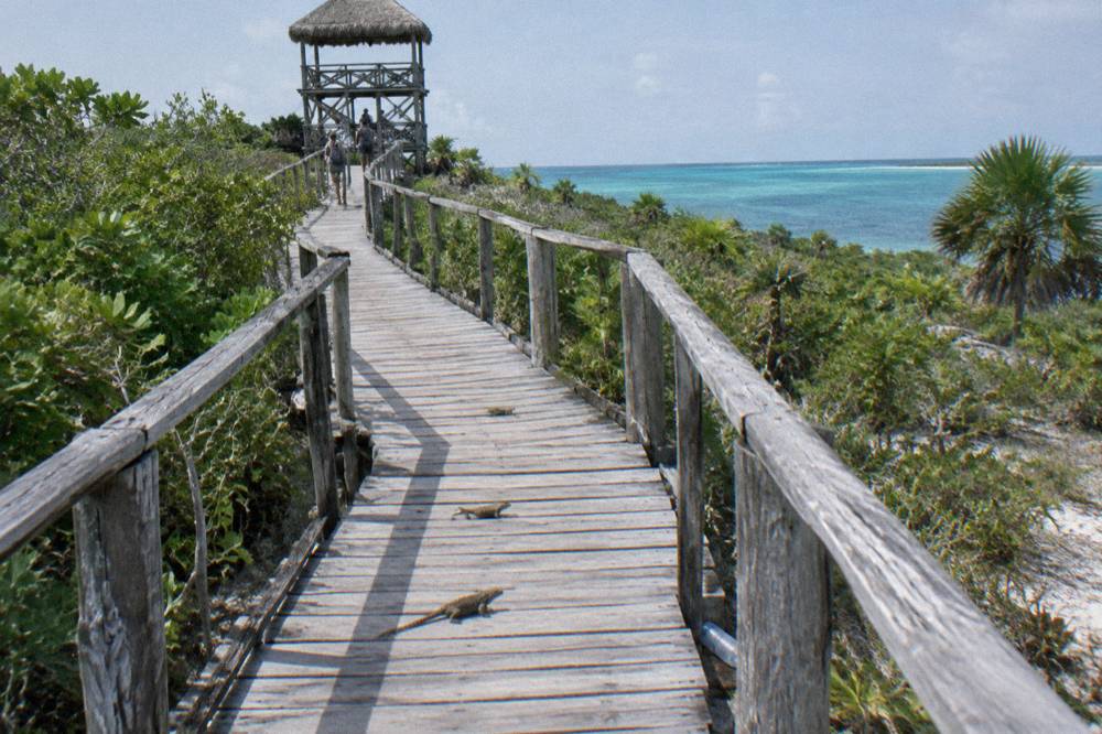 Wooden walkway through coastal mangrove vegetation toward an observation tower