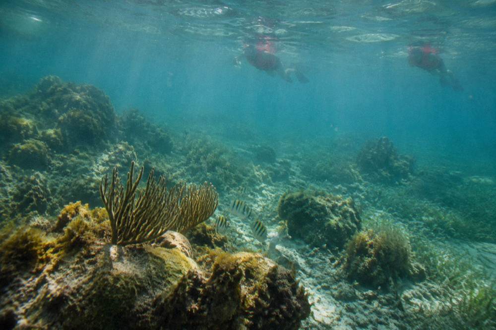 Snorkelers wearing life vests and rash guards floating above a shallow coral reef