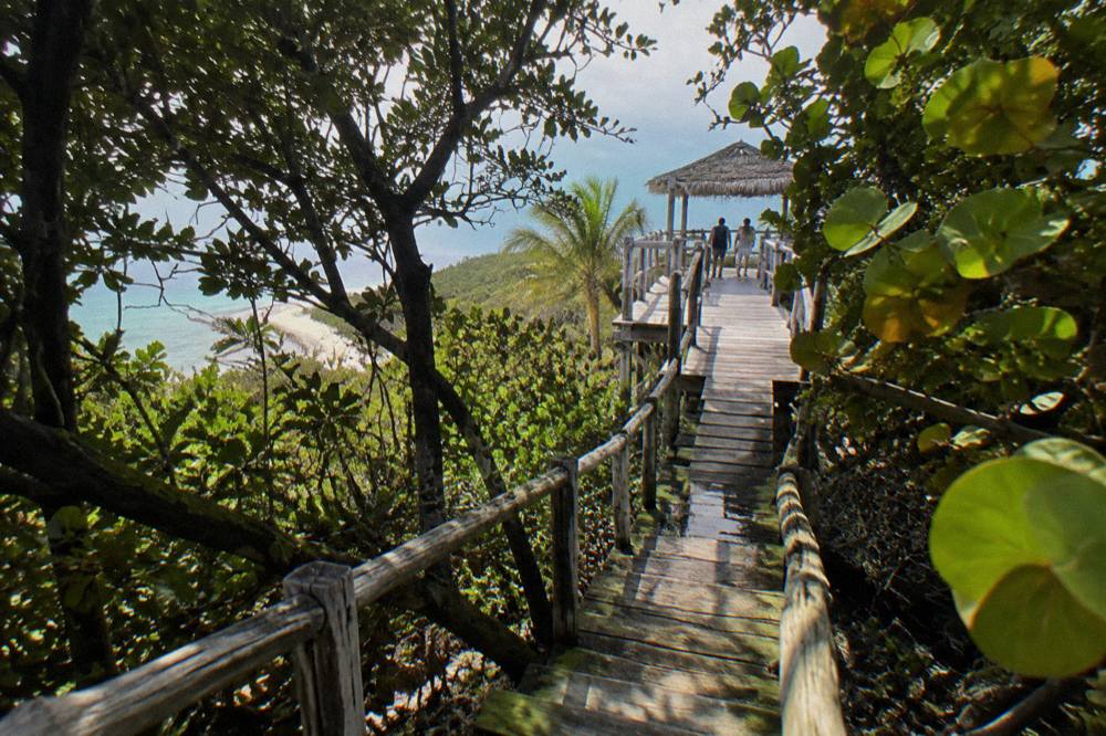 Wooden walkway leading through low coastal forest toward a viewing platform