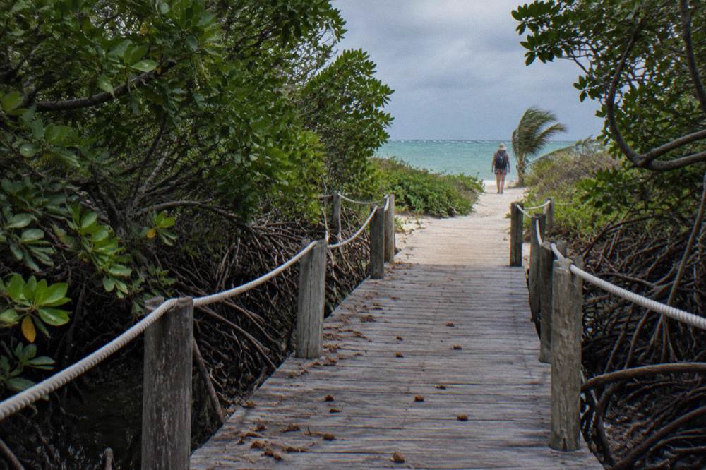 Wooden walkway through mangroves leading to a beach on a protected island
