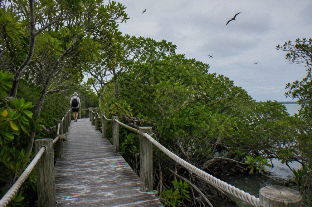 Wooden walkway leading through dense green mangrove vegetation toward the sea