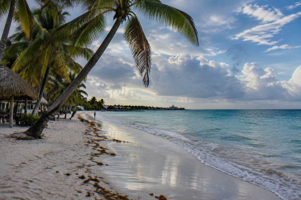 Palm trees leaning over an empty beach under a clearing sky