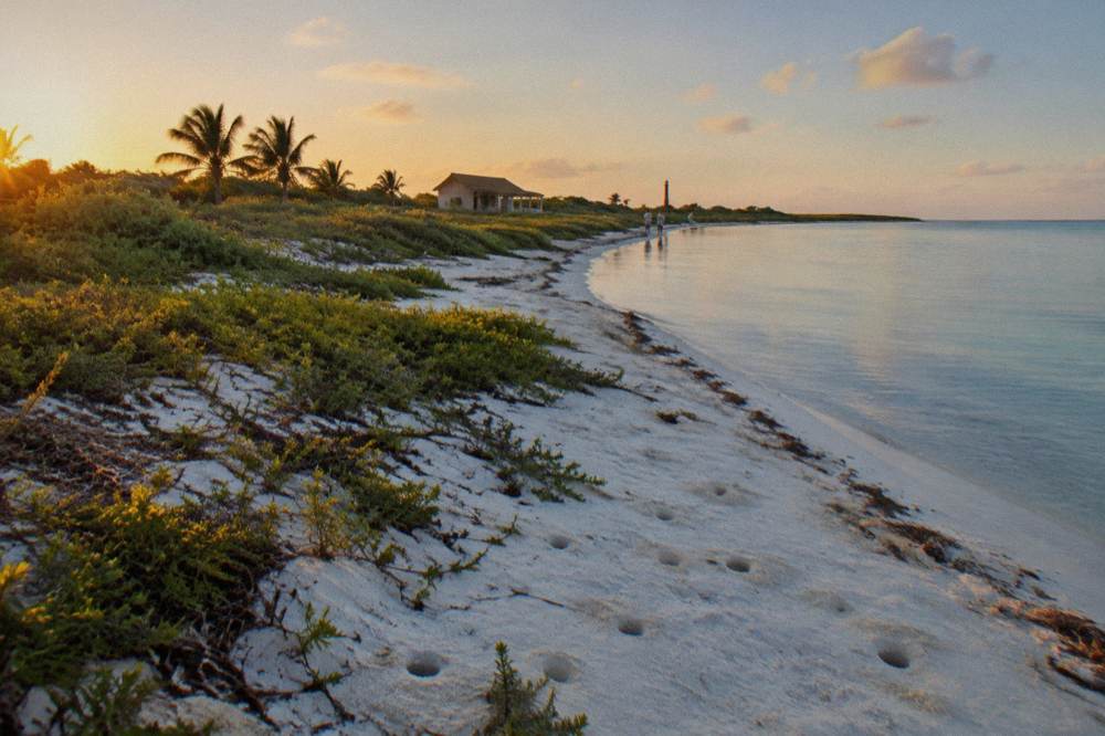White sand beach with calm clear water and coastal scrub vegetation
