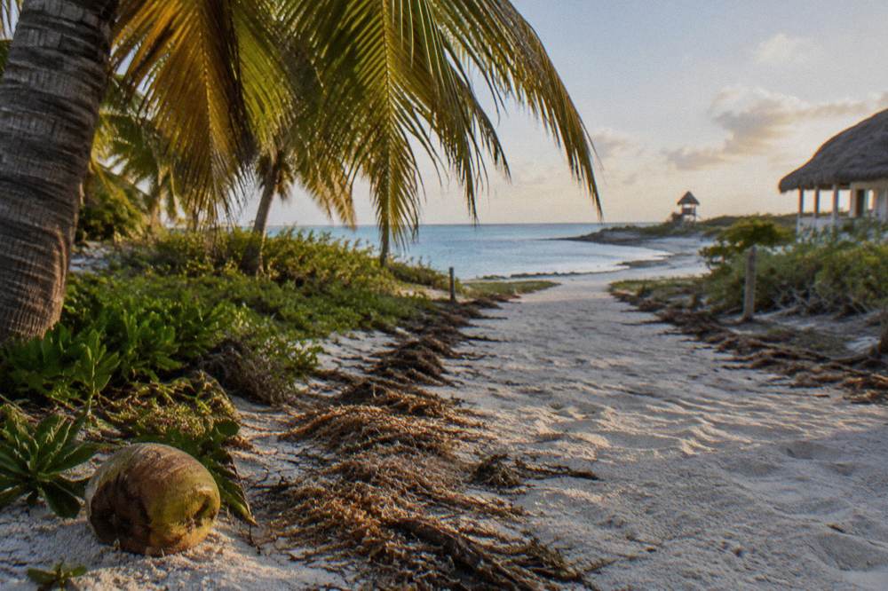 Palm fronds leaning over a sandy path leading toward calm blue water