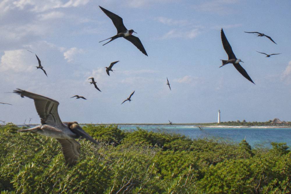 Frigatebirds circling above green mangrove canopy on a small protected island