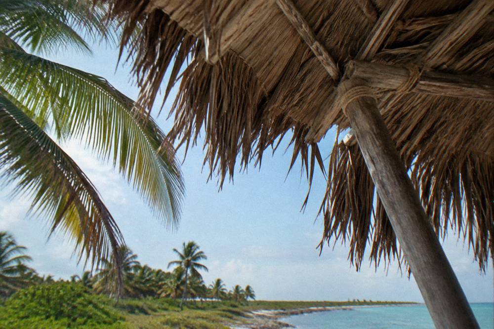 Palm fronds and a thatched palapa roof against a bright tropical sky near a calm beach