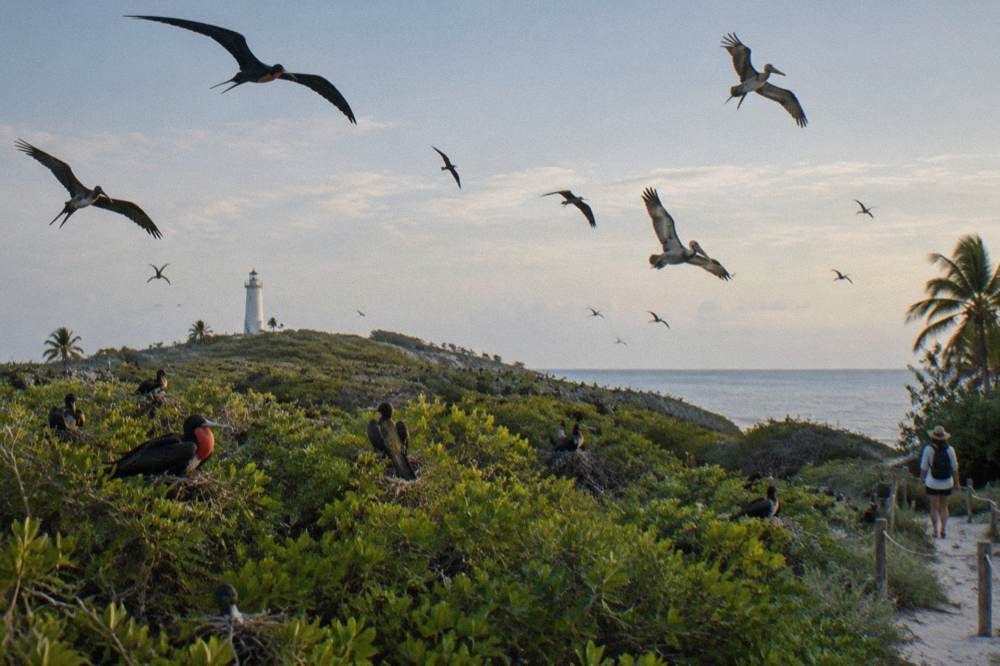Frigatebirds and pelicans circling above low green mangrove scrub on an island coastline