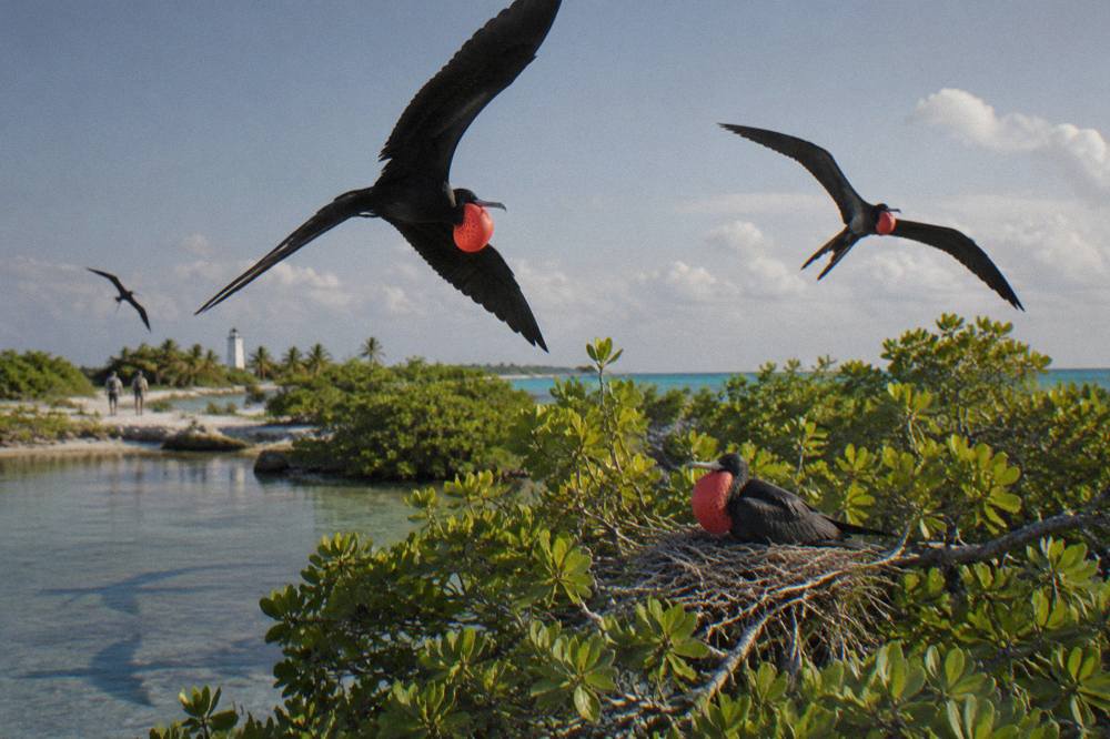 Frigatebirds soaring over mangrove scrub on a protected island