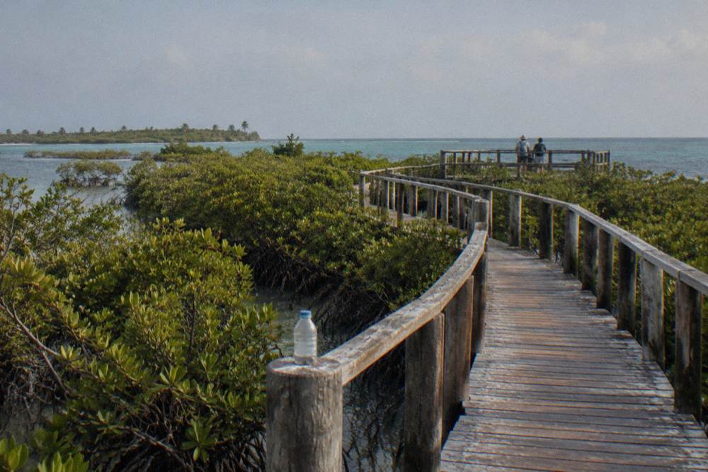 A wooden walkway through low mangroves toward an observation viewpoint