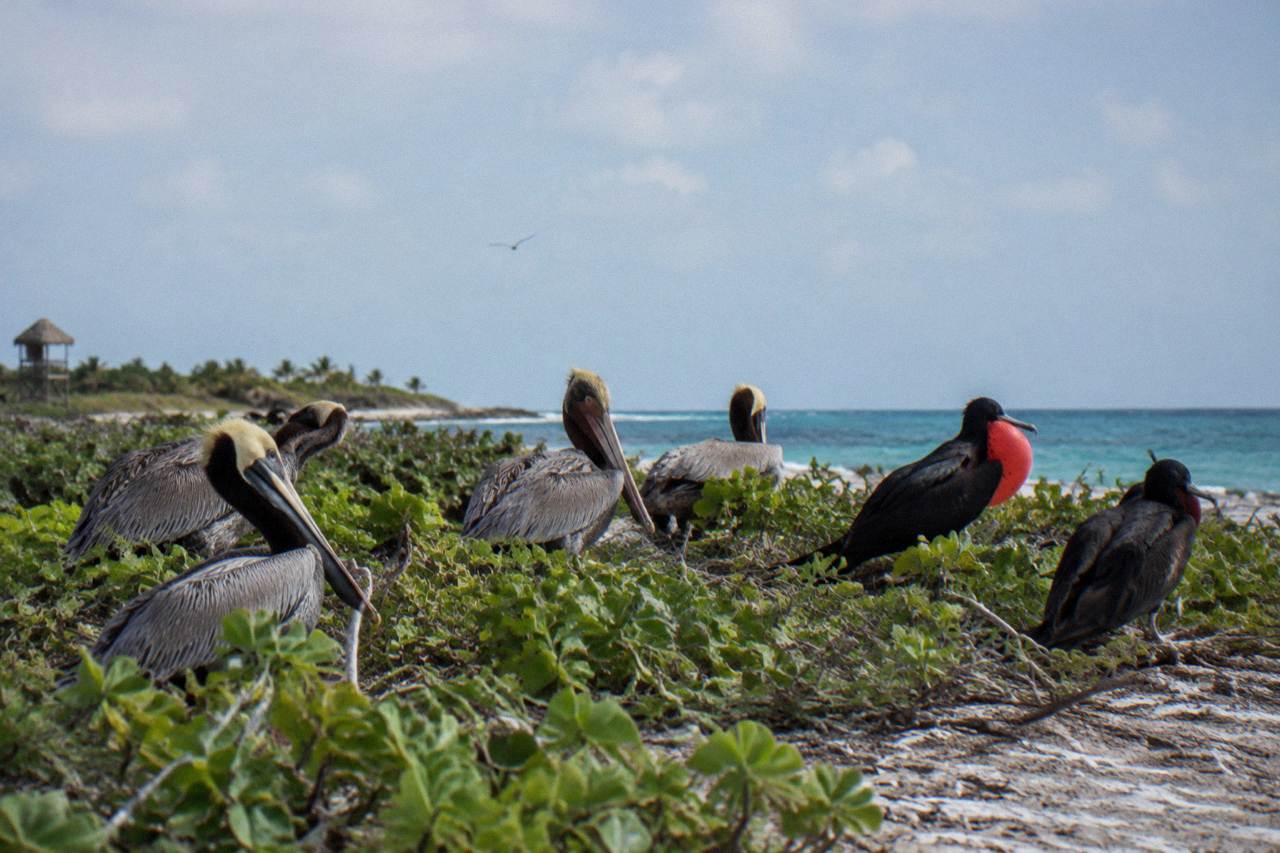 Seabirds resting on the low coastal scrub of a small tropical island under a wide sky