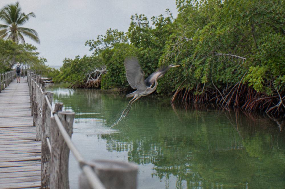 Mangrove channel and wooden interpretive trail through low coastal forest