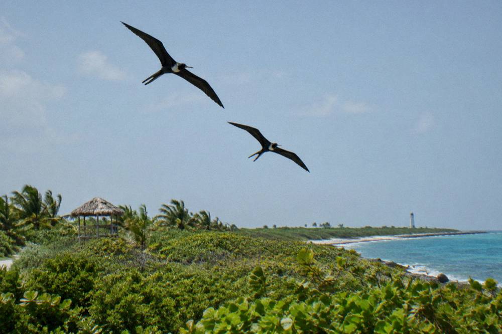 Frigatebirds soaring over low green island vegetation against a bright sky