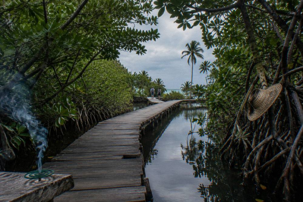 Wooden walkway through mangrove vegetation on a small protected island