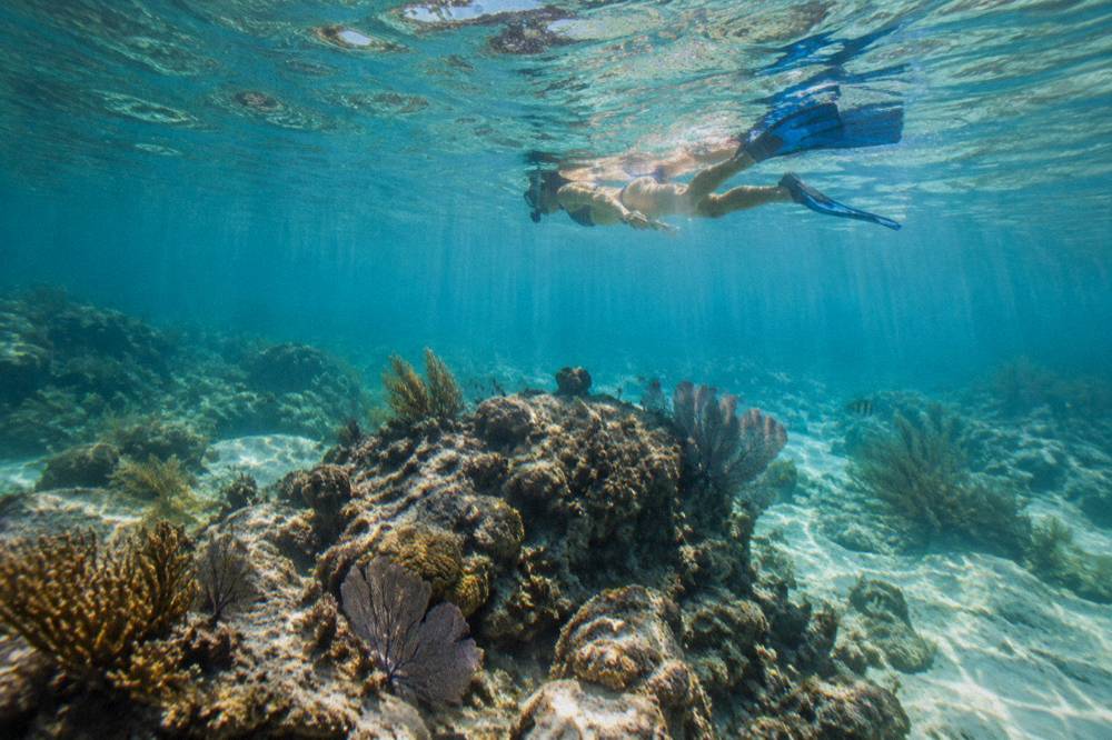 Snorkeler floating above a shallow coral reef in clear water