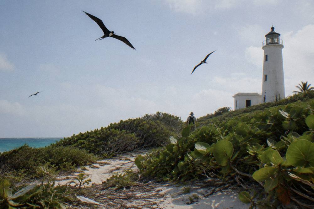 Frigatebirds soaring over low coastal scrub against a bright sky