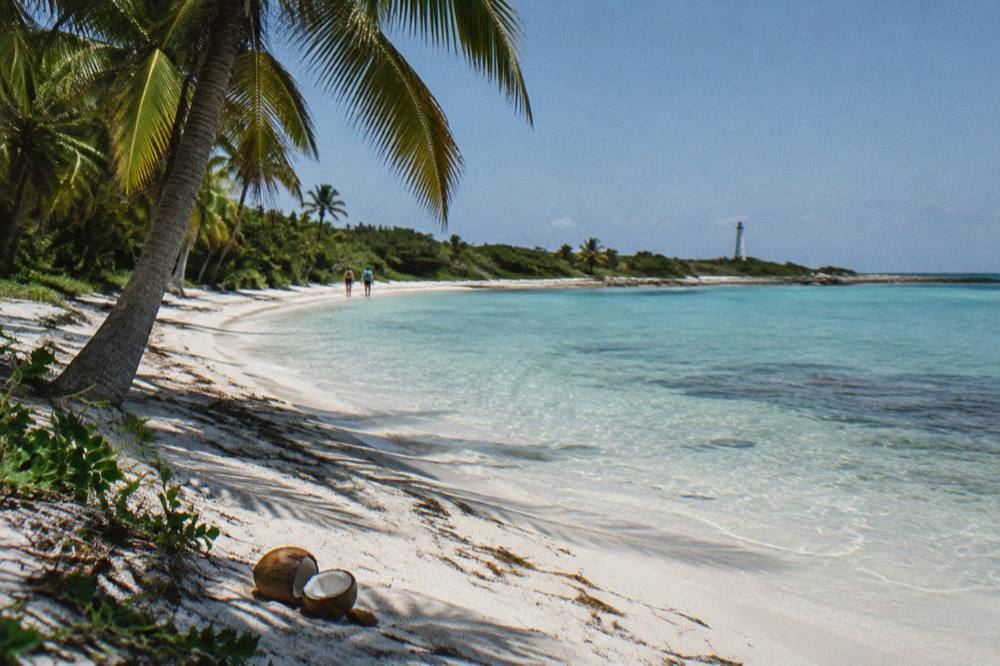 Palms and pale sand along an empty protected beach at midday