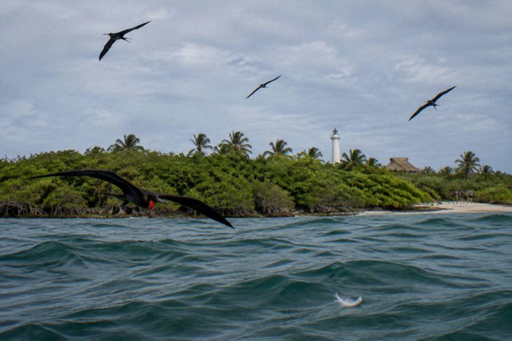 Frigatebirds soaring in a wide circle above dark green mangrove canopy