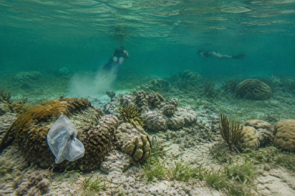 Snorkelers floating above a shallow reef in clear green water