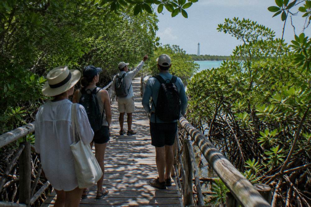 A guide pointing toward mangrove vegetation while a small group stands on a wooden trail
