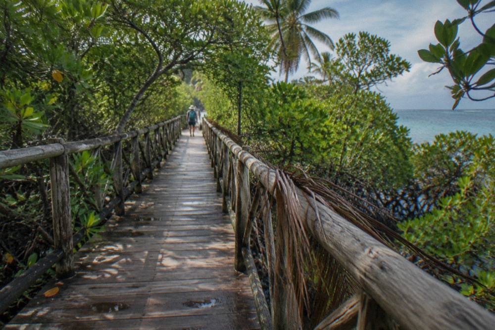 Wooden walkway through dense green mangrove vegetation on an island nature trail