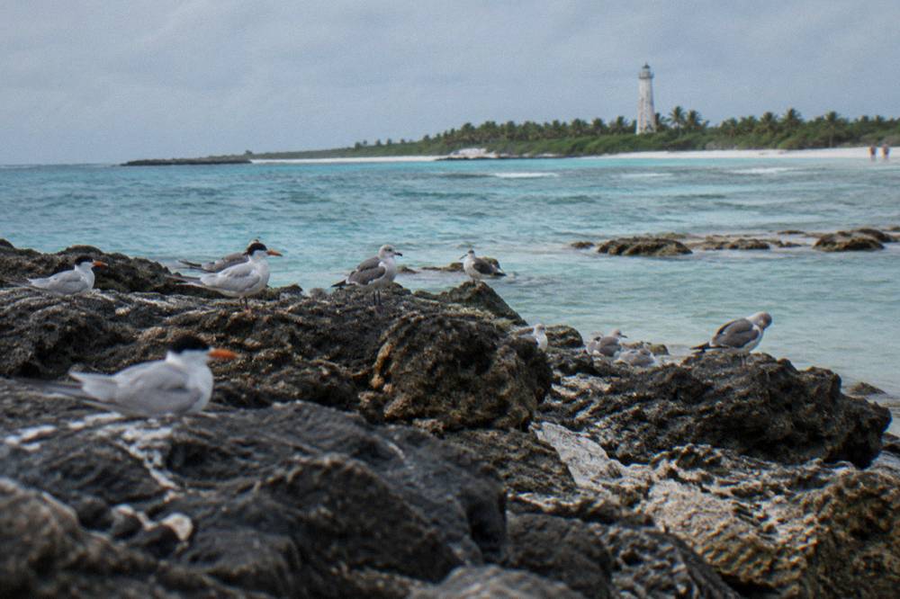 Group of seabirds resting on dark rocks near turquoise shallows