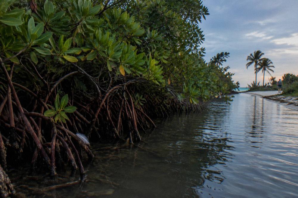 Mangrove channel edge with still water and overhanging green foliage