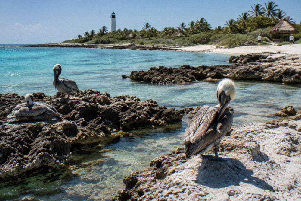 Brown pelicans resting on dark rocks at the edge of turquoise water