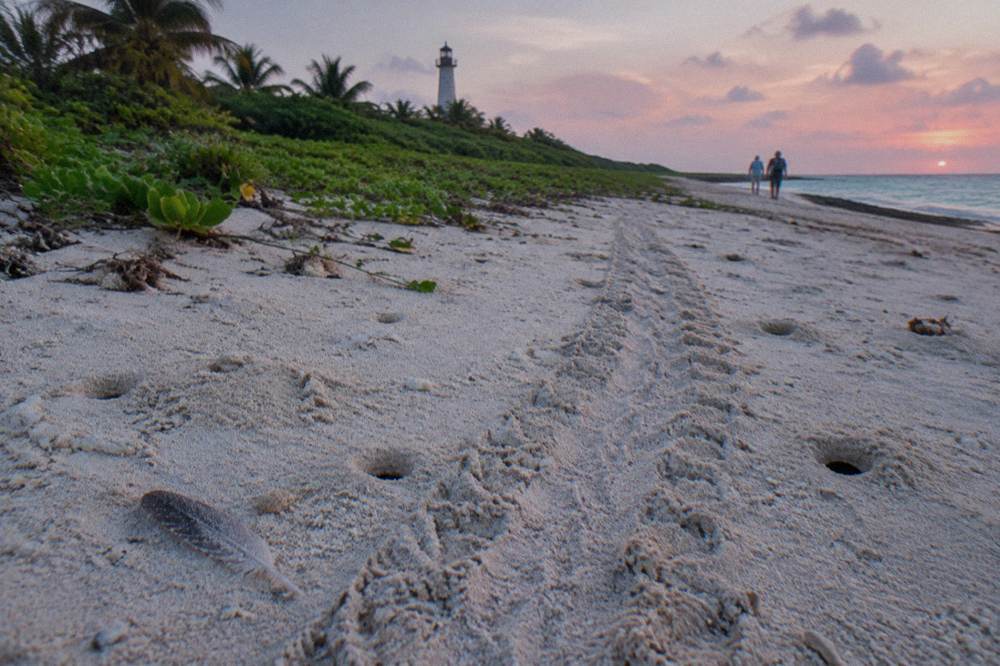 Tracks crossing pale sand toward a line of dune vegetation at dawn